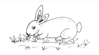How to Draw Rabbit Easy Step by Step