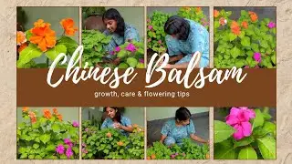 Chinese Balsam ചെടി നിറയെ പൂക്കൾ🌼🏠❤️Balsam Plant Care Malayalam#balsam #plantcaretips#gardening#home