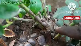 Rose dieback disease problem solved/ Rose plant grafting failed.
