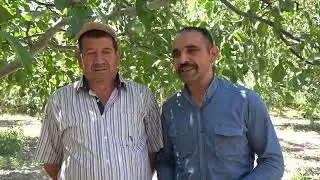 Domaniç’in cevizleri Dubai’ye kadar ulaştı