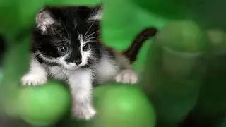 Самые маленькие животные