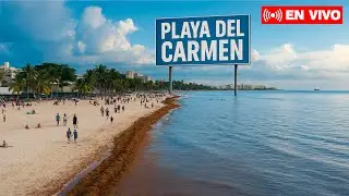 Playa del Carmen en vivo | Playa con Sargazo nuevamente