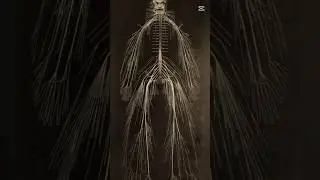Informative Facts Video 👍