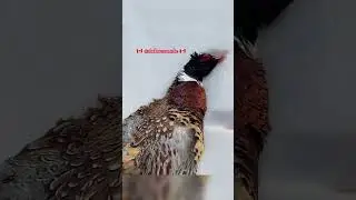 Pheasant Hunting by a 84 Y.O. Belgium SXS Shotgun, Meteor Liege
