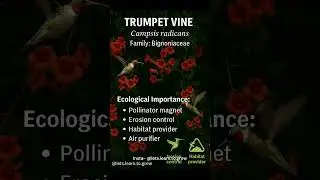 Hummingbird Magnet: The Trumpet Vine in Full Bloom|  #letslearntogrow #garden #plants #biologylaw