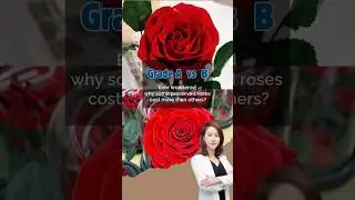 Grade A vs. Grade B Preserved Roses: Key Differences in 60 Seconds