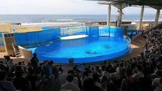Enoshima Aquarium Dophil Show | 江ノ島水族館 | Japan ASMR 4K | VXT TRAVEL