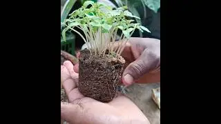 How to grow tomatoes from tomato