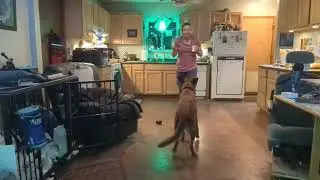 checkmate retrieve barking positions verbs highlights