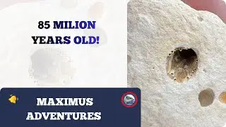 I Found a Rare 85-Million-Year-Old Fossil | Cretaceous Sea Urchin Discovery