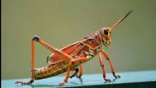 Grasshopper. Schistocerca