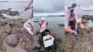 Crab catching video Red crabs have strong claws #crab #fishing #catching #hunting
