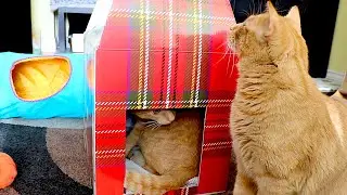🐱🐱 VLOGMAS WITH TWIN ORANGE CATS! 🎄 🎁
