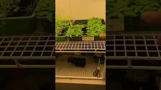 Plant Growth Chamber Part 2 #shorts #science