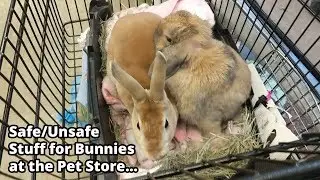 Petco Vlog | What Products are Unsafe For Rabbits?