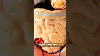 Top 10 surprising things you didn&rsquo;t know about your body,
