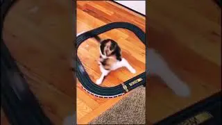 the speed of a cat unbelievable #flashcat