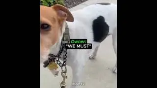 Dog Owner Was Worried For Nothing 💀
