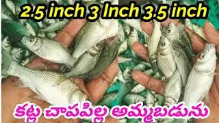Catla Fish Harvest | Gk Babu Btech Fish Farmer  | Fish Farming Tips In Telugu