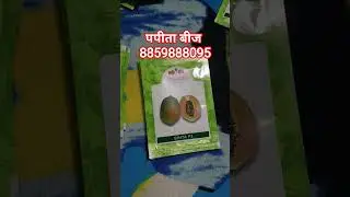 Original East West पपीता बीज चाहिए तो संपर्क करें 8859888095 #eastwestpapayaseeds #eastwestsapna
