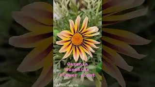 Techniques to grow Gazania Sunshine Flowers plant from seed
