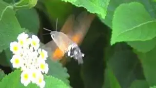 esfinge colibri