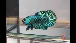 Hybrid Alien Bettas For Sale THE BANK BETTAS THAILAND [GREEN BLUE GRAY]