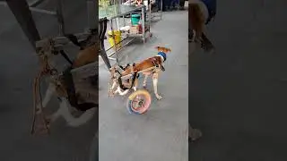 🐾 Wheel Cart Dog &ndash; Shrimad Rajchandra Animal Hospital, Dharampur 🐾