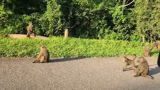 Olive baboons in kibale forest