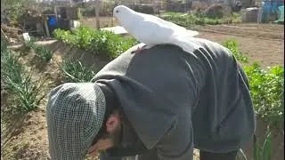 Como hacer calçots en el fuego/ 🔥🔥🔥🔥El Huerto de Kevin