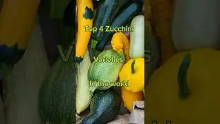 #{Top 4 Zucchini varieties in the world}