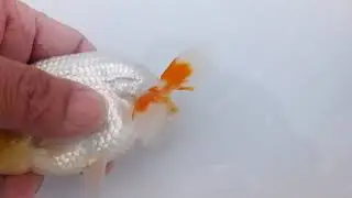 DSCF4174