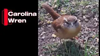 Carolina Wren (카롤리나 울새)