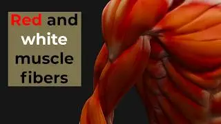 Muscle Fiber Types Explained in 3 Minutes!!