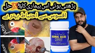 Lovebirds eye  infection| birds eye infection| pox disease