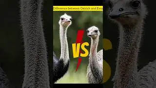 Difference between Ostrich and Emu.