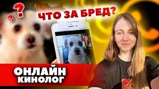 A trend for online dog training!?