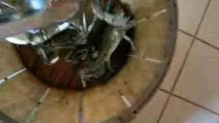 reno fights a crab 5