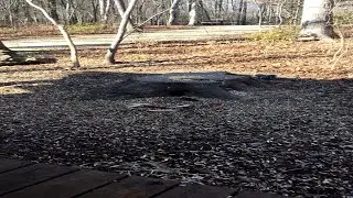 BLUE SKY MORNING AT THE STUMP | Live Squirrel Cam | Blue Ridge Mountains