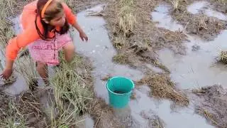 Amazing Net Fishing at Pailin Province - Cambodia Traditional Fishing - Khmer Net Fishing #12