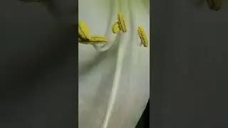 Amaryllis Anthers (Pollen Sacs) Maturing