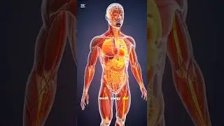 Drink Carrot Juice Daily? See the Effects Inside Your Body | What Really Happens After You Drink It
