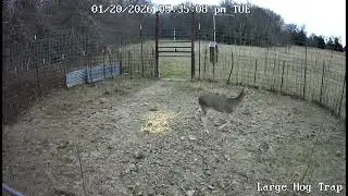 Not the target species.  Remote controlled gate for the win 