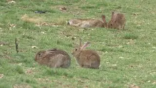 Canberra rabbit population rise linked to La Nina weather event