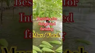 Integrated Farming #fish #vegetables #fishing #integratedfarmingsystem #shorts #ytshorts #trending
