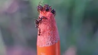 Fire Ant Fury