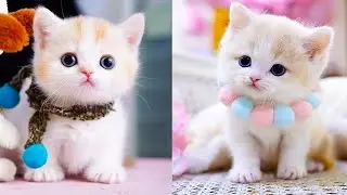 Baby Cats - Cute and Funny Cat Videos Compilation #2024  | Cute Animals