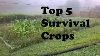 My Top 5 Survival Crops - Easy to grow, store, and prepare