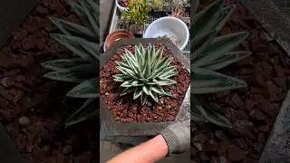 Agave Victoria - reginae White Rhino