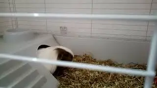 Guinea pig playing happy hide seek popping out saying hello games funny cheeky piggies friendly tame